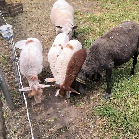 Gaestehaus Liemehna Jesewitz